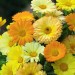 Calendula Fiesta - Image 2